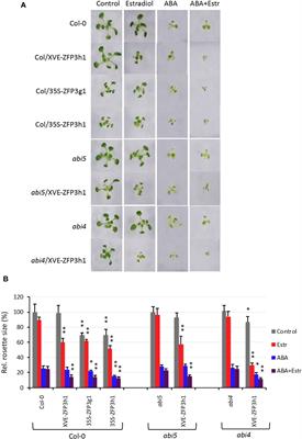 The zinc finger protein 3 of Arabidopsis thaliana regulates vegetative growth and root hair development
